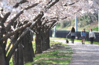 桜の花道　上里町　神保原