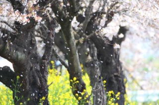 上里町　北部　桜の花